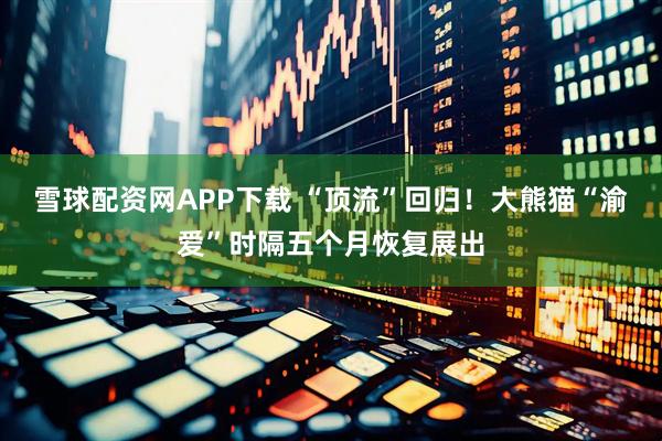 雪球配资网APP下载 “顶流”回归！大熊猫“渝爱”时隔五个月恢复展出