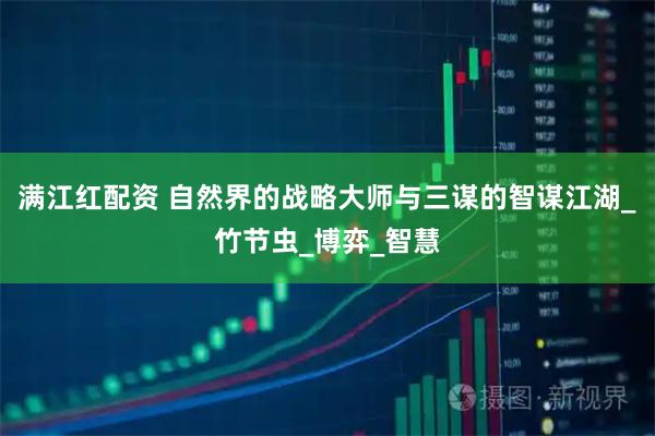 满江红配资 自然界的战略大师与三谋的智谋江湖_竹节虫_博弈_智慧
